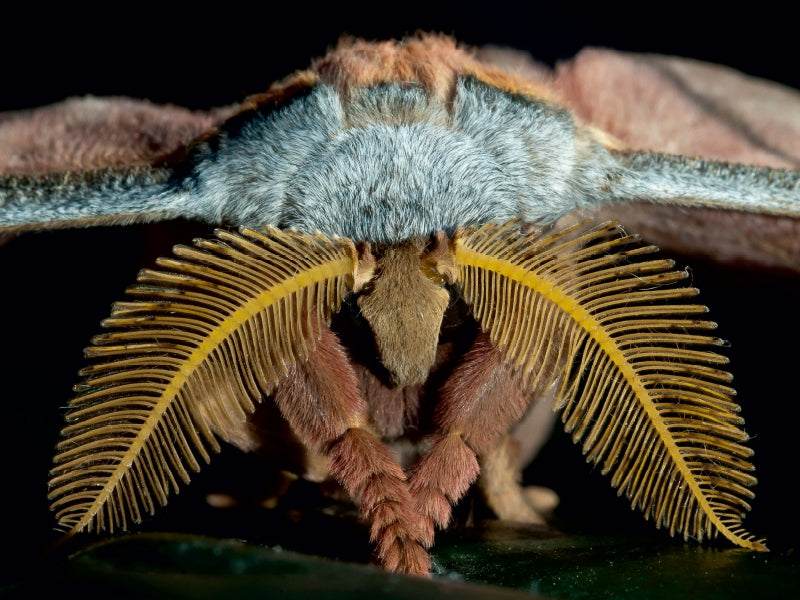 Tussaspinner Antheraea mylitta, Asien 1000 Teile Puzzle quer - CALVENDO Foto-Puzzle'