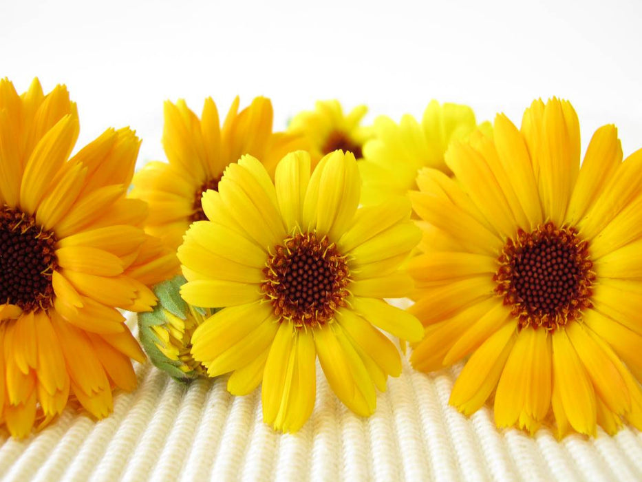 Ringelblumen - CALVENDO Foto-Puzzle'