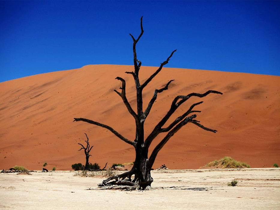 Abgestorbener Akazienbaum im Deadvlei - CALVENDO Foto-Puzzle'
