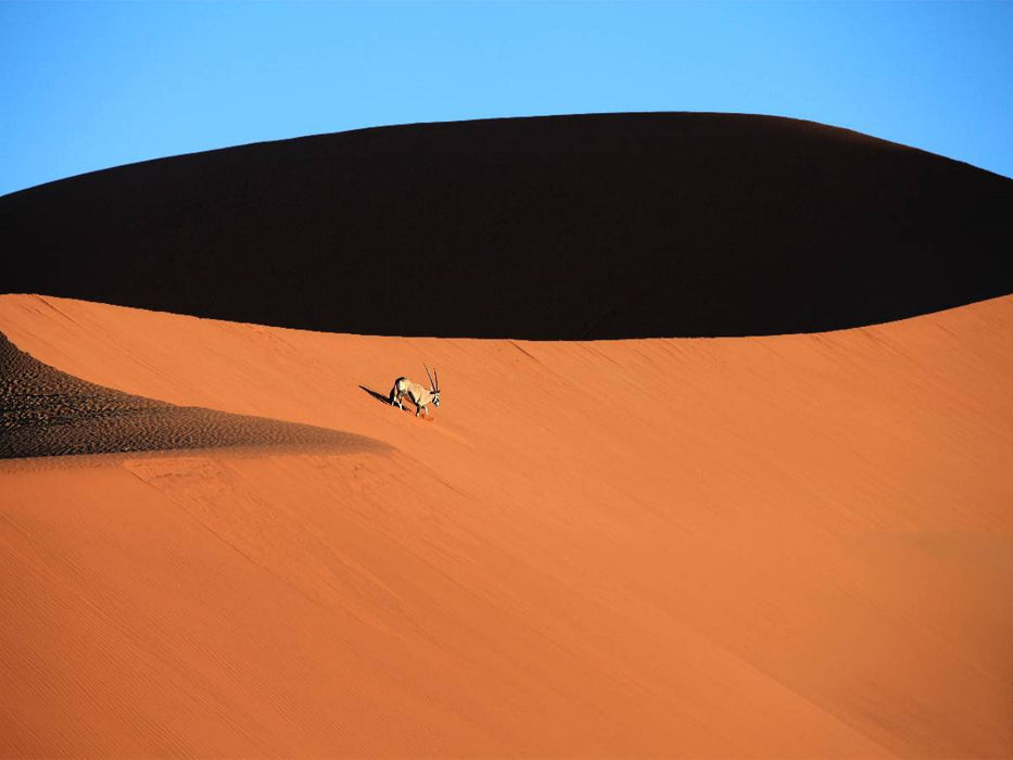 Oryxantilope im Dünenmeer des Sossusvlei - CALVENDO Foto-Puzzle'