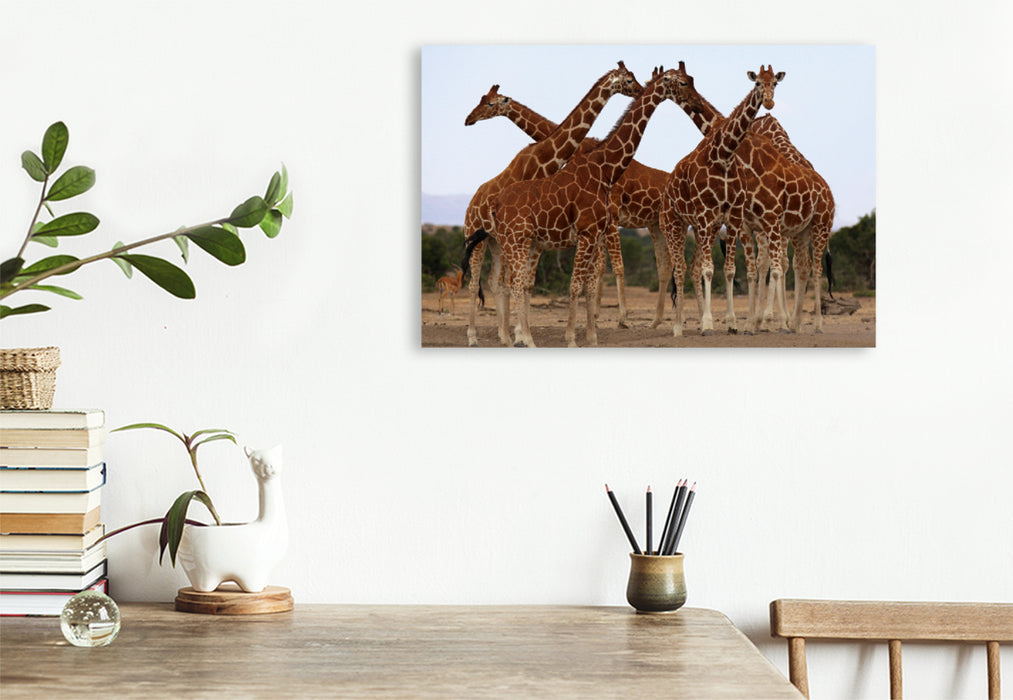 Premium Textil-Leinwand Premium Textil-Leinwand 120 cm x 80 cm quer Giraffen – Meeting