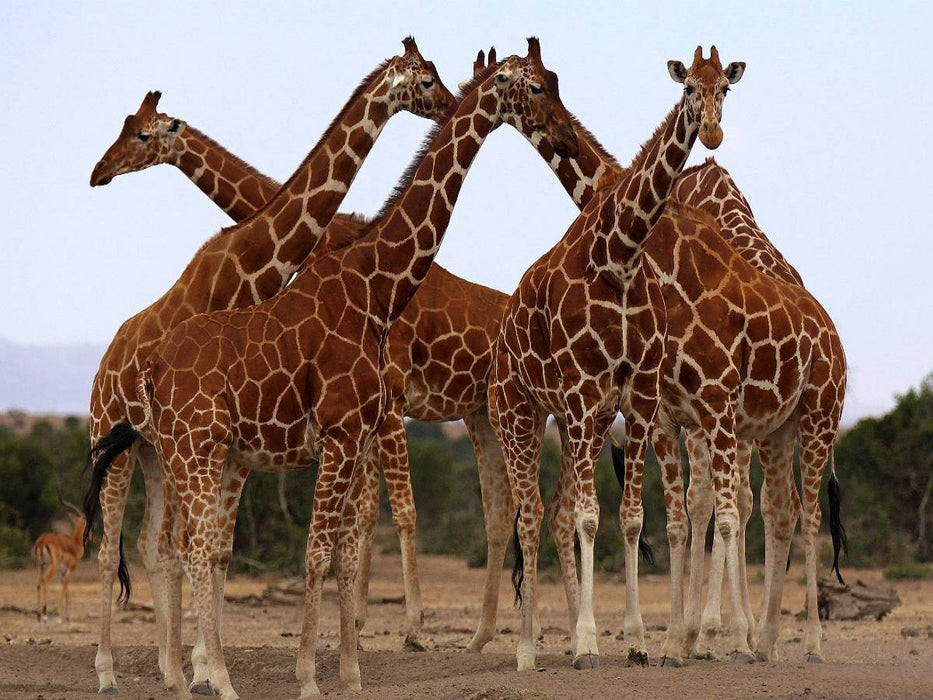 Giraffen – Meeting - CALVENDO Foto-Puzzle'