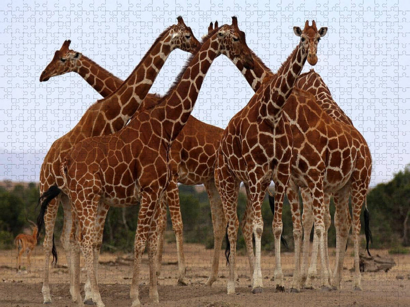Giraffen – Meeting - CALVENDO Foto-Puzzle'