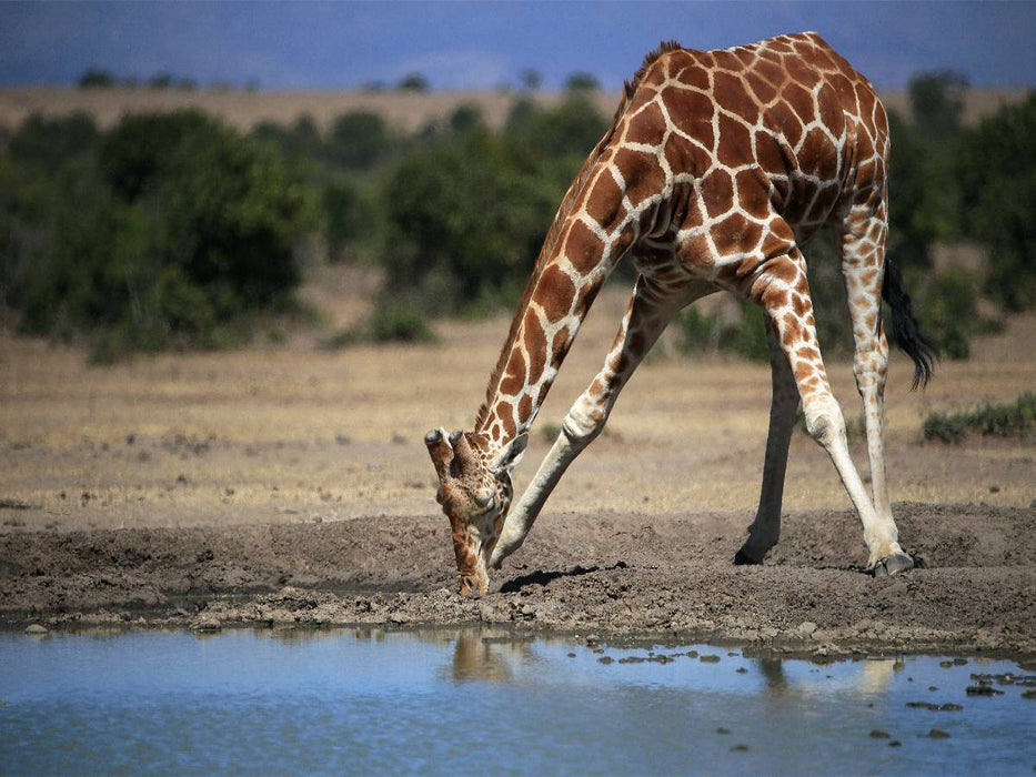 Giraffen – Im Flussbett - CALVENDO Foto-Puzzle'