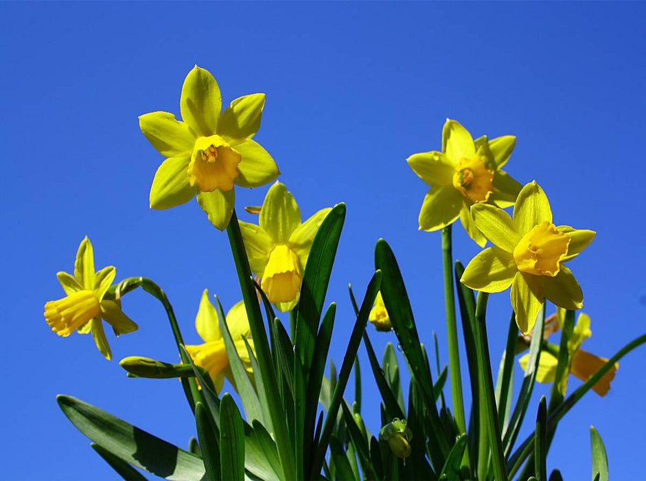 Osterglocken in der Frühlingssonne - CALVENDO Foto-Puzzle'