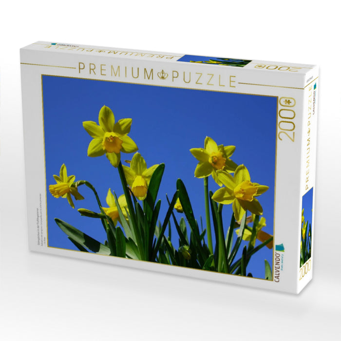 Osterglocken in der Frühlingssonne - CALVENDO Foto-Puzzle'