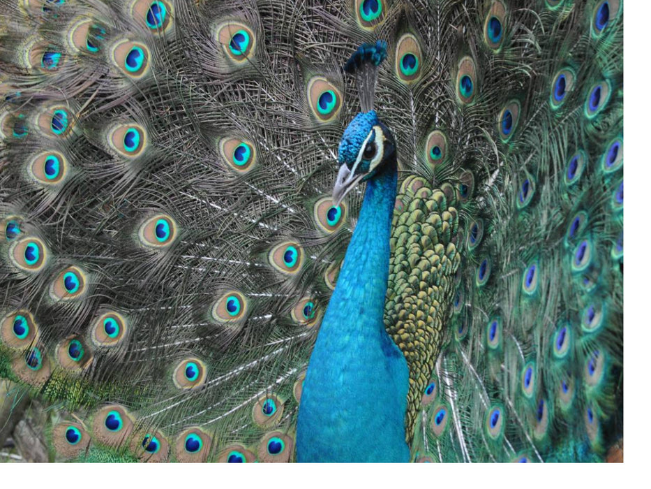 Stolzer Pfau - CALVENDO Foto-Puzzle'