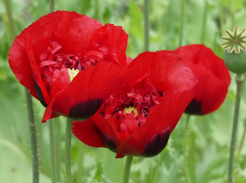 Klatschmohn - CALVENDO Foto-Puzzle'