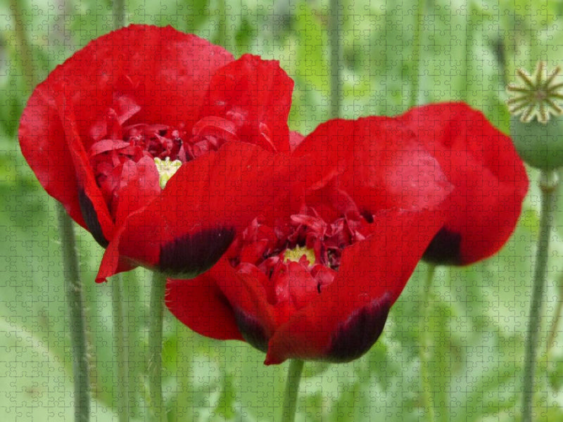 Klatschmohn - CALVENDO Foto-Puzzle'