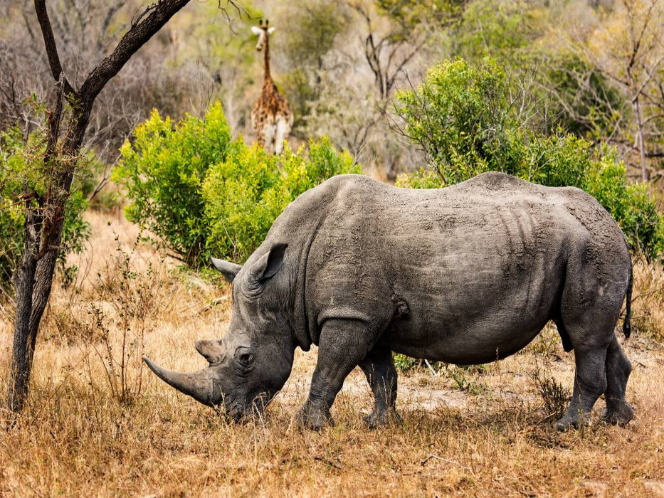 Nashorn und Giraffe - CALVENDO Foto-Puzzle'