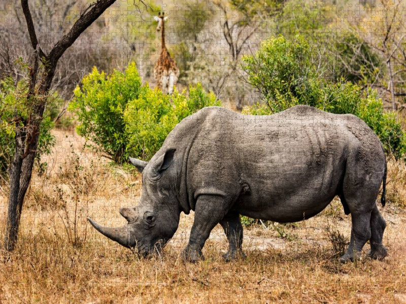 Nashorn und Giraffe - CALVENDO Foto-Puzzle'