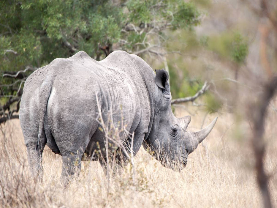 Nashorn auf den Rückzug - CALVENDO Foto-Puzzle'