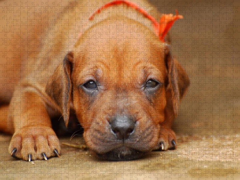 Ich bin ein nettes - CALVENDO Foto-Puzzle'