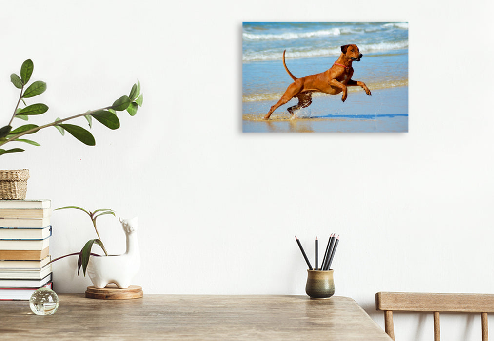 Premium Textil-Leinwand Premium Textil-Leinwand 45 cm x 30 cm quer Ein Motiv aus dem Kalender Rhodesian Ridgebacks in Aktion