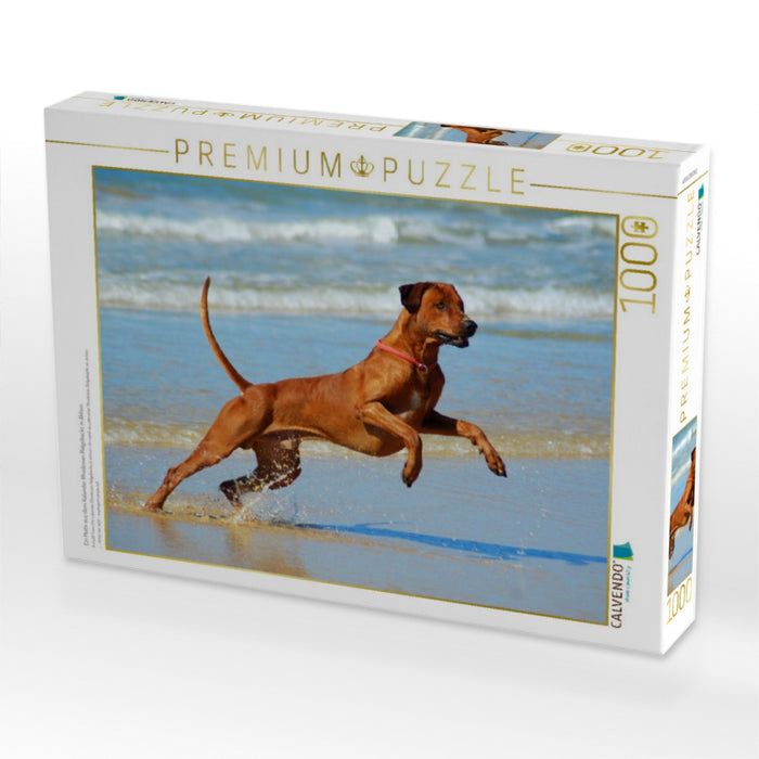 Ein Motiv aus dem Kalender Rhodesian Ridgebacks in Aktion - CALVENDO Foto-Puzzle'