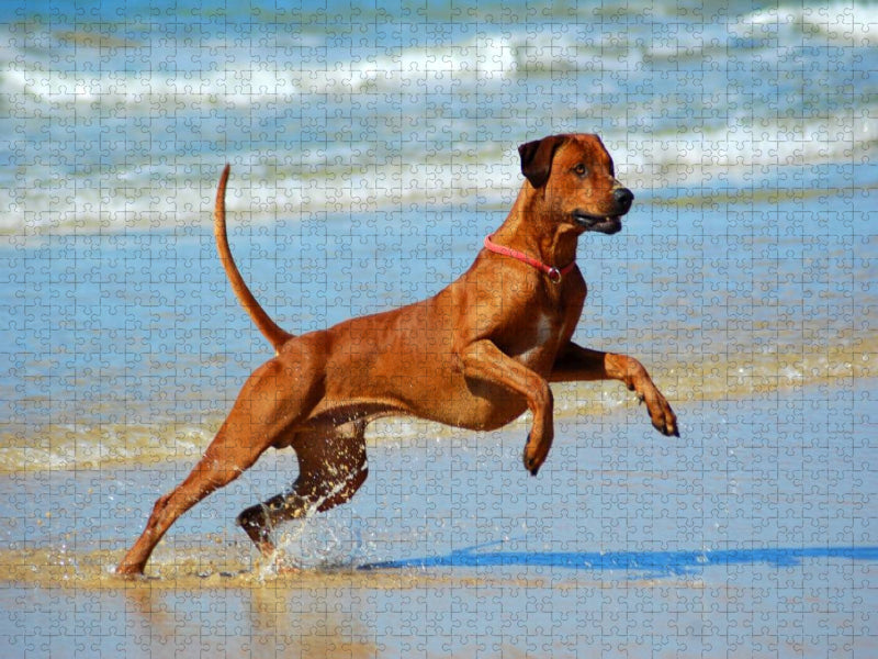 Ein Motiv aus dem Kalender Rhodesian Ridgebacks in Aktion - CALVENDO Foto-Puzzle'