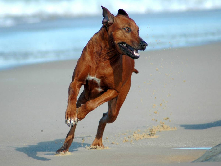 Ein Motiv aus dem Kalender Rhodesian Ridgebacks in Aktion - CALVENDO Foto-Puzzle'