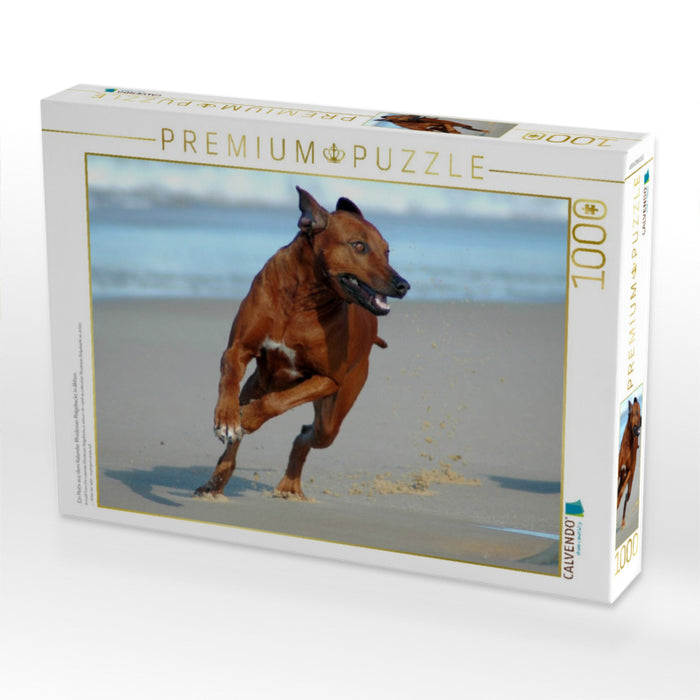 Ein Motiv aus dem Kalender Rhodesian Ridgebacks in Aktion - CALVENDO Foto-Puzzle'