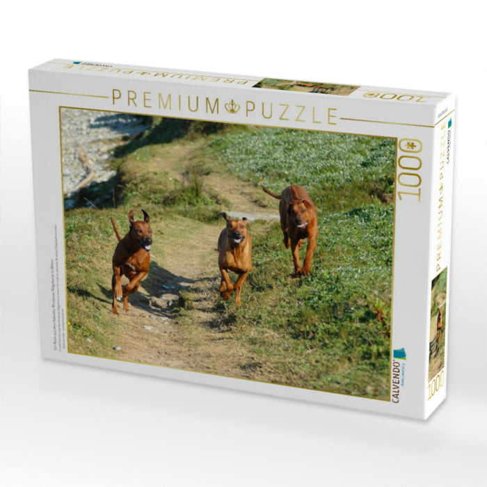 Ein Motiv aus dem Kalender Rhodesian Ridgebacks in Aktion - CALVENDO Foto-Puzzle'