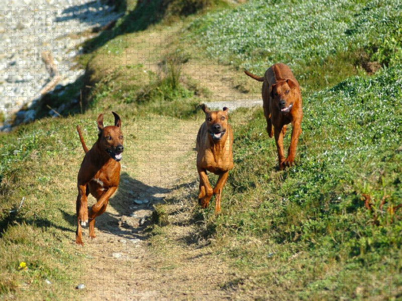 Ein Motiv aus dem Kalender Rhodesian Ridgebacks in Aktion - CALVENDO Foto-Puzzle'