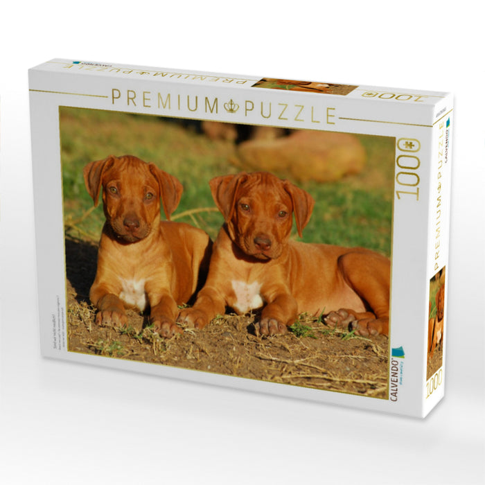 Sind wir nicht niedlich? - CALVENDO Foto-Puzzle'