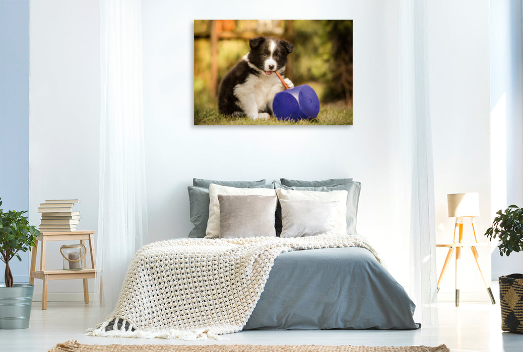 Premium Textil-Leinwand Premium Textil-Leinwand 120 cm x 80 cm quer Ein Motiv aus dem Kalender Pfotastische Border Collie Welpen