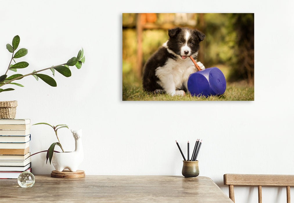 Premium Textil-Leinwand Premium Textil-Leinwand 120 cm x 80 cm quer Ein Motiv aus dem Kalender Pfotastische Border Collie Welpen