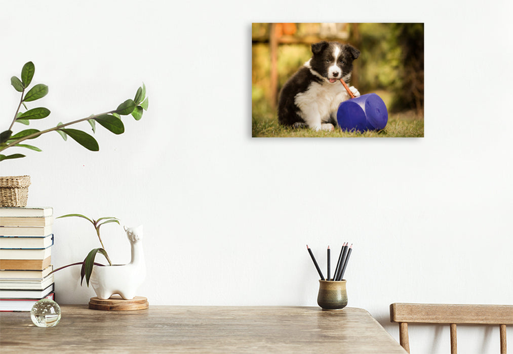 Premium Textil-Leinwand Premium Textil-Leinwand 120 cm x 80 cm quer Ein Motiv aus dem Kalender Pfotastische Border Collie Welpen