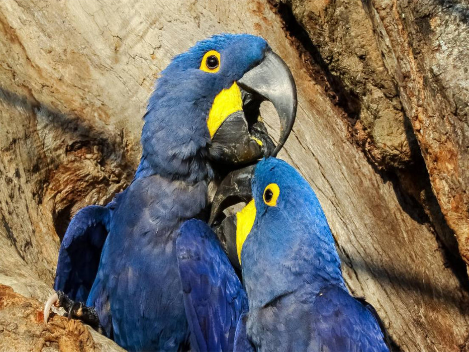 Hyazinth-Aras (Anodorhynchus hyacinthinus) - CALVENDO Foto-Puzzle'