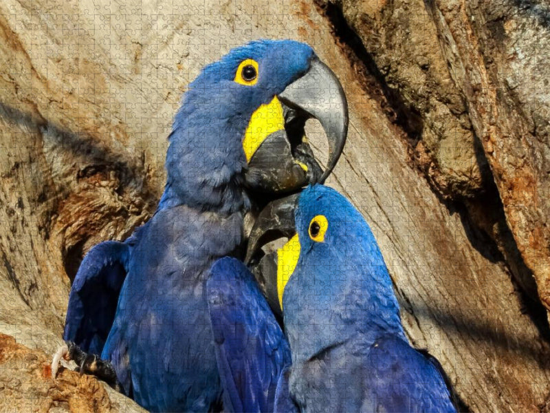 Hyazinth-Aras (Anodorhynchus hyacinthinus) - CALVENDO Foto-Puzzle'