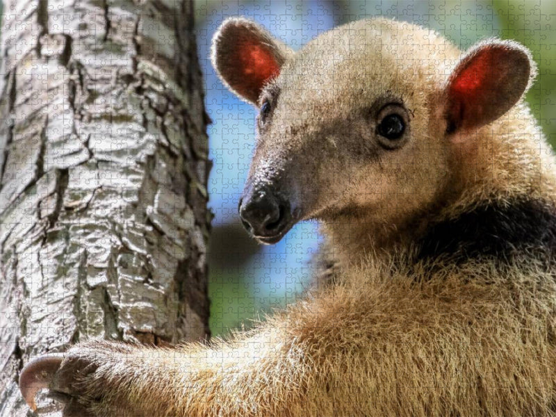 Kleiner Ameisenbär (Tamandua tetradactyla) - CALVENDO Foto-Puzzle'