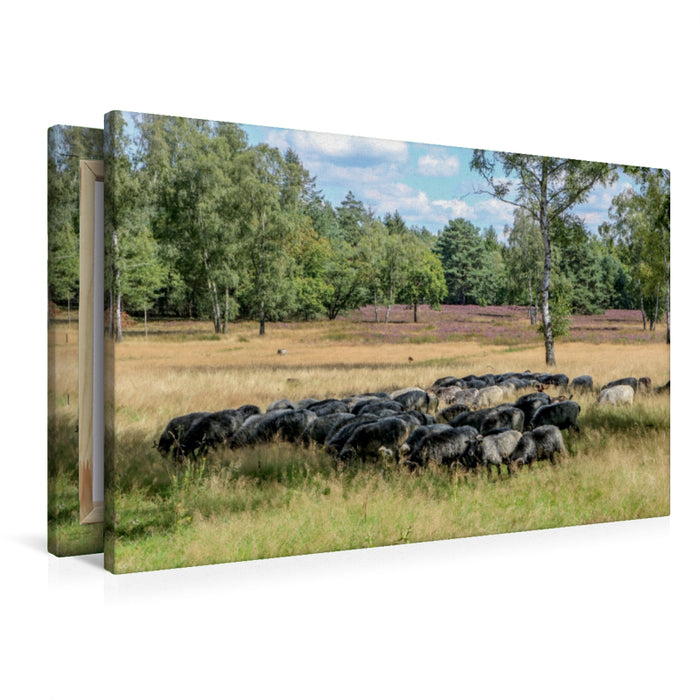 Premium Textil-Leinwand Heidschnucken Herde