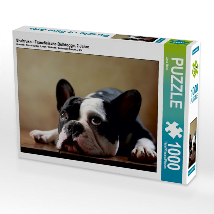 Shahrukh - Französische Bulldogge, 2 Jahre 1000 Teile Puzzle quer - CALVENDO Foto-Puzzle'