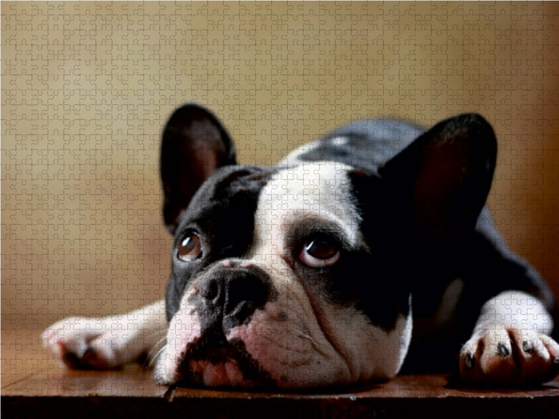 Shahrukh - Französische Bulldogge, 2 Jahre 1000 Teile Puzzle quer - CALVENDO Foto-Puzzle'