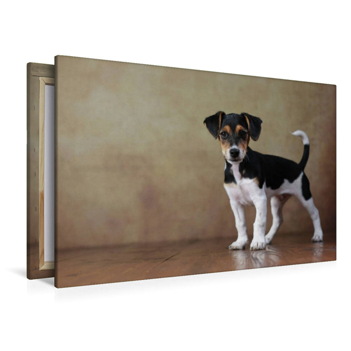 Premium Textil-Leinwand Liu - Jack Russell Terrier, 10 Wochen