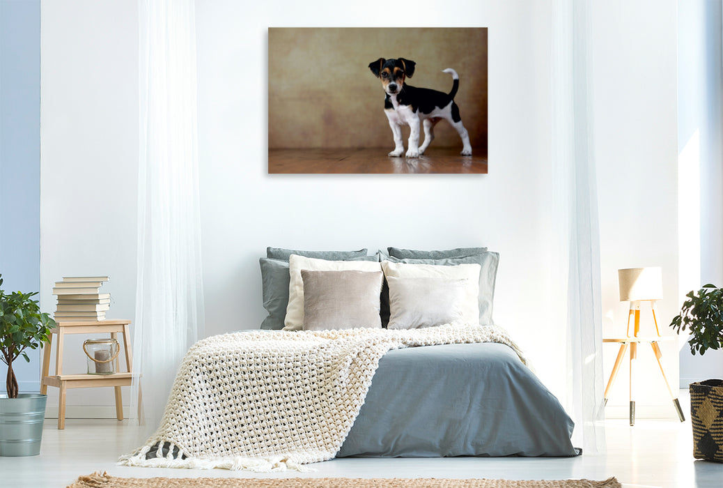 Premium Textil-Leinwand Premium Textil-Leinwand 120 cm x 80 cm quer Liu - Jack Russell Terrier, 10 Wochen