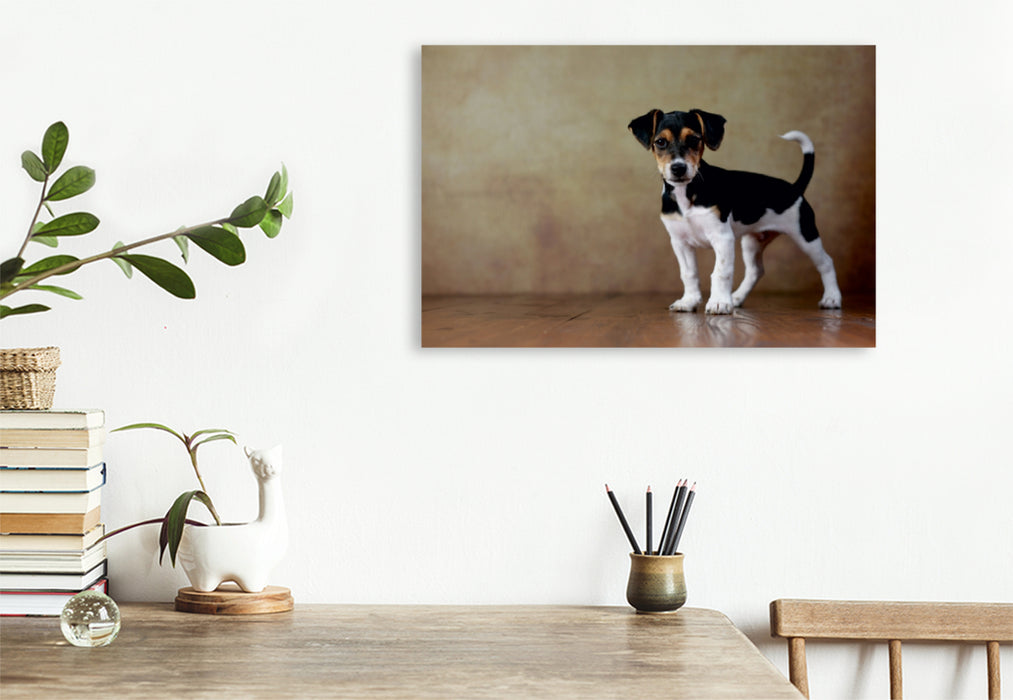 Premium Textil-Leinwand Premium Textil-Leinwand 120 cm x 80 cm quer Liu - Jack Russell Terrier, 10 Wochen