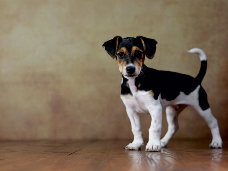 Liu - Jack Russell Terrier, 10 weeks - CALVENDO photo puzzle 