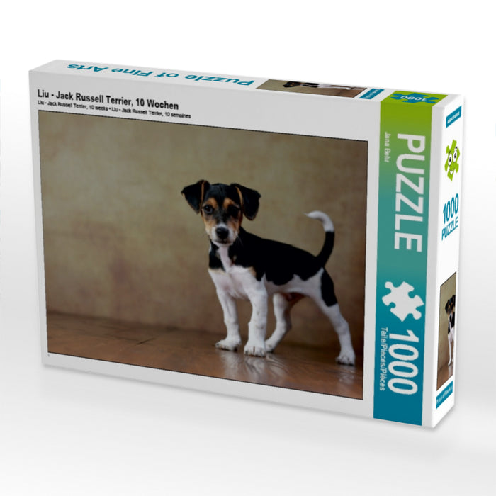 Liu - Jack Russell Terrier, 10 weeks - CALVENDO photo puzzle 