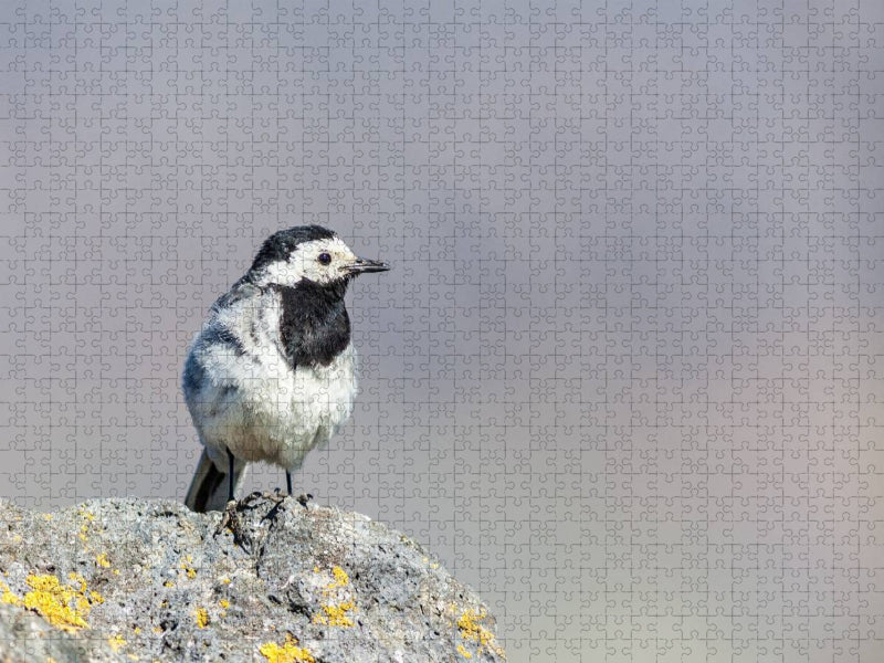 Bachstelze - CALVENDO Foto-Puzzle'