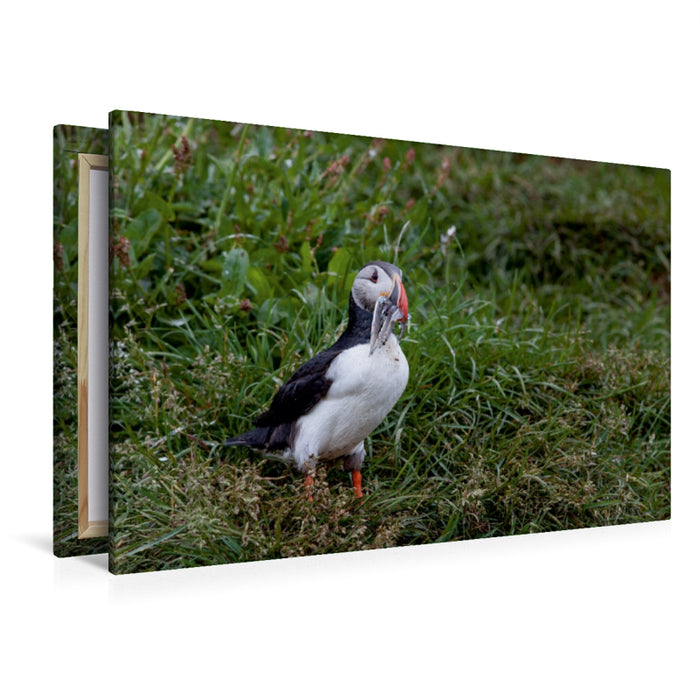 Premium Textil-Leinwand Papageientaucher
