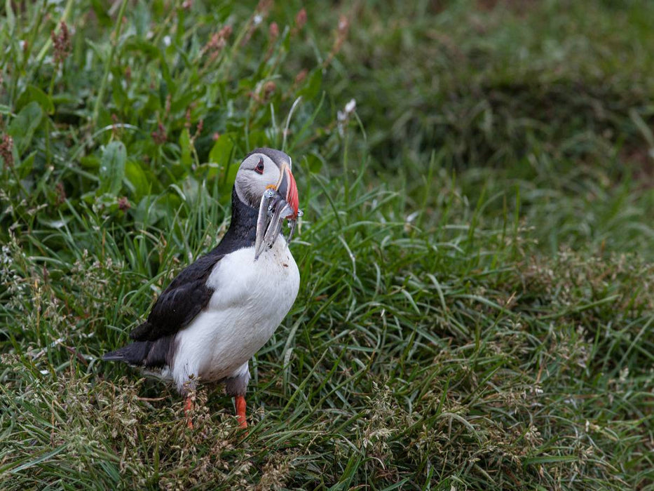 Papageientaucher - CALVENDO Foto-Puzzle'