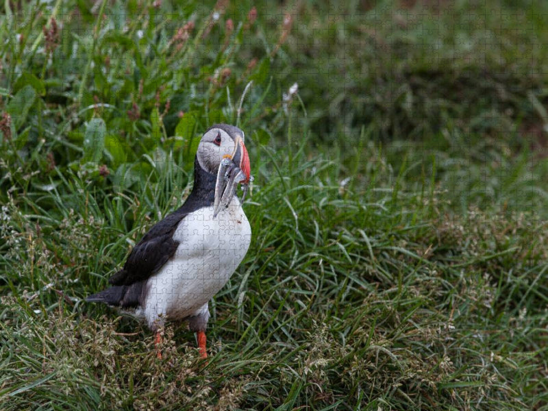 Papageientaucher - CALVENDO Foto-Puzzle'