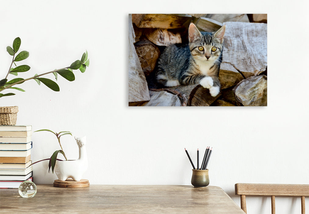 Premium Textil-Leinwand Premium Textil-Leinwand 120 cm x 80 cm quer Niedliches junges Kätzchen auf einem Holzstapel