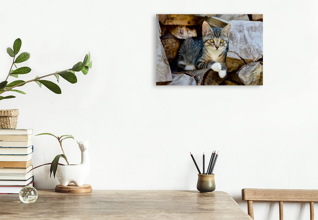 Premium Textil-Leinwand Premium Textil-Leinwand 120 cm x 80 cm quer Niedliches junges Kätzchen auf einem Holzstapel