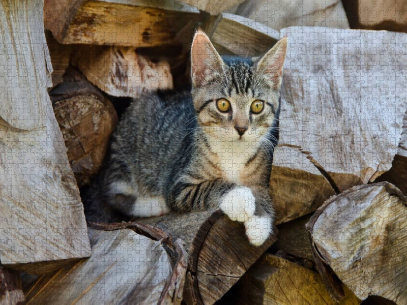 Niedliches junges Kätzchen auf einem Holzstapel 2000 Teile Puzzle quer - CALVENDO Foto-Puzzle'