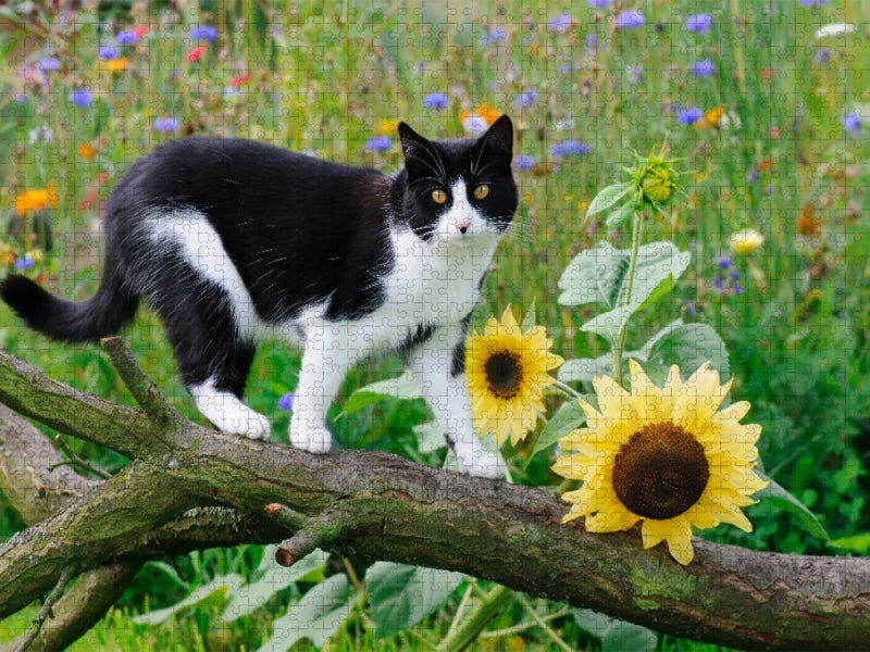 Schwarz-weiße Katze mit Sonnenblumen - CALVENDO Foto-Puzzle'