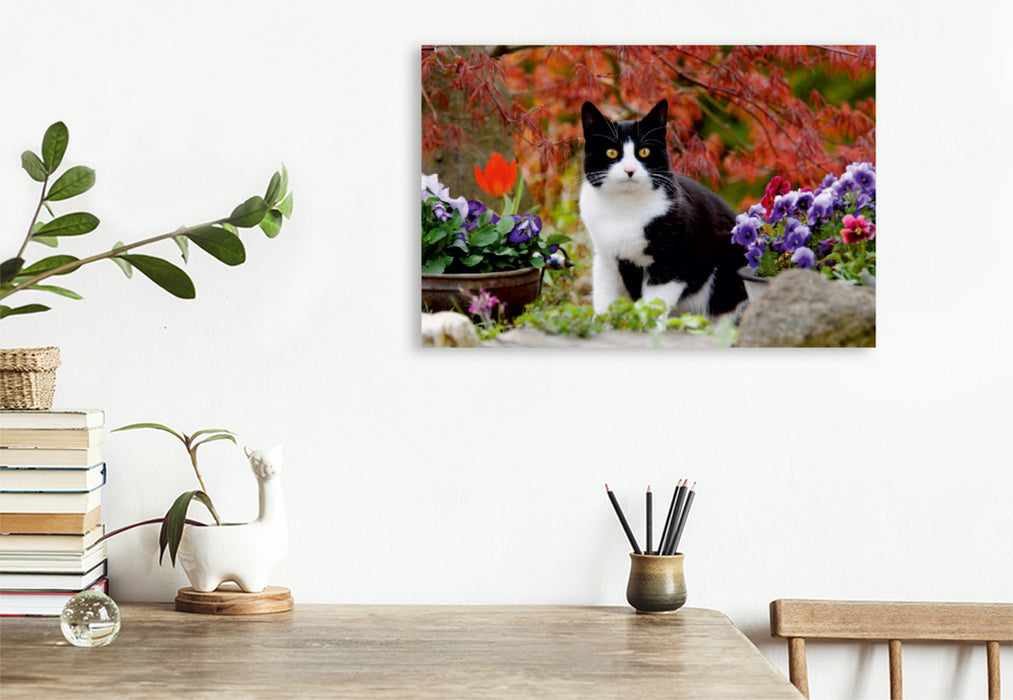 Premium Textil-Leinwand Premium Textil-Leinwand 120 cm x 80 cm quer Schwarz-weiße Katze im blühenden Garten