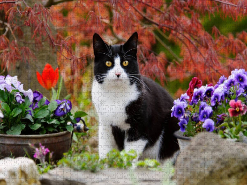 Schwarz-weiße Katze im blühenden Garten - CALVENDO Foto-Puzzle'