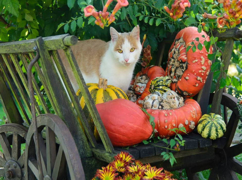 Katze in einem Leiterwagen mit Kürbissen - CALVENDO Foto-Puzzle'
